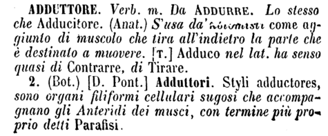 adduttore