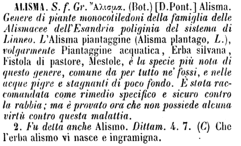 alisma