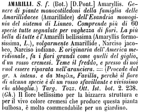 amarilli-6221