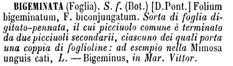 bigeminata