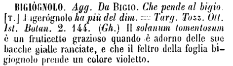bigiognolo