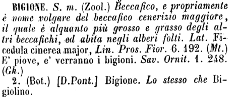 bigione