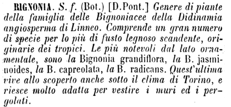 bignonia