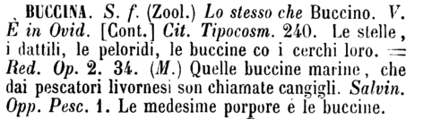 buccina-19689