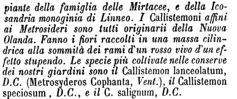 callistemone