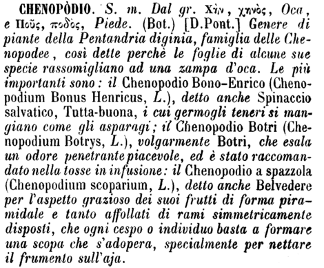 chenopodio