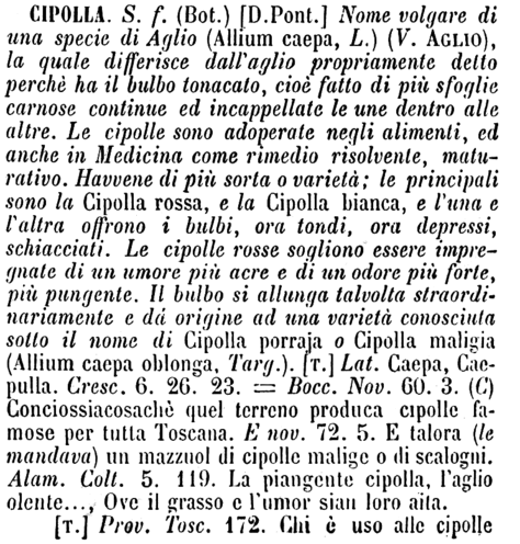 cipolla