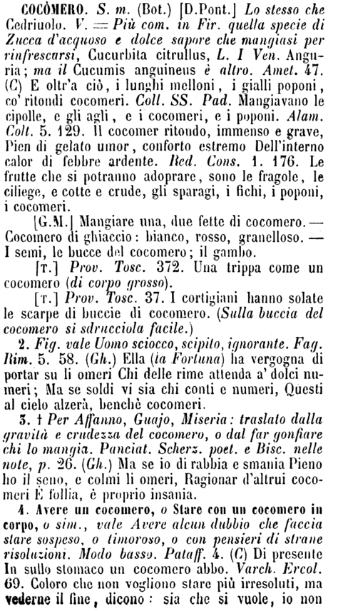 cocomero