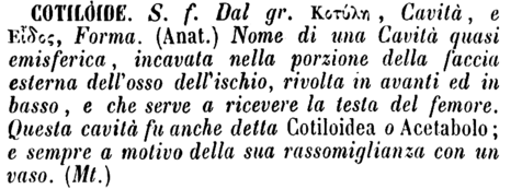 cotiloide