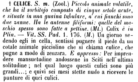 culice