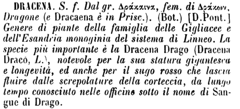 dracena