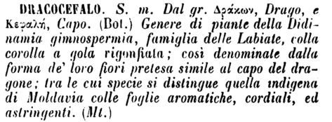 dracocefalo