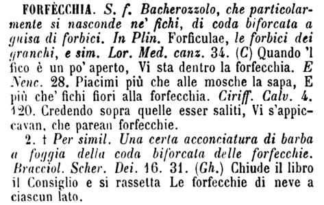 forfecchia