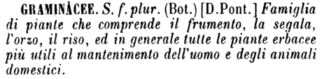 graminacee