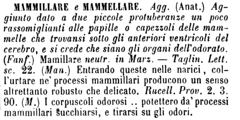 mammillare