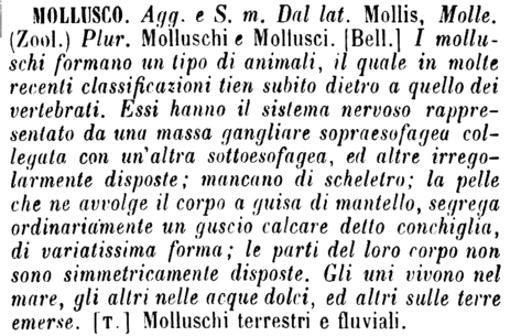 mollusco