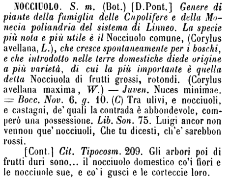 nocciuolo