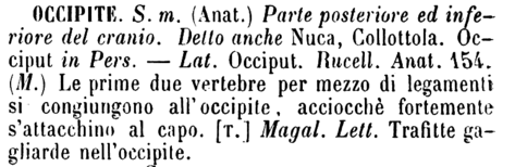 occipite