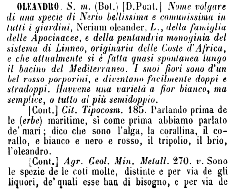 oleandro