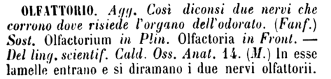 olfattorio