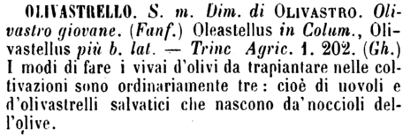 olivastrello