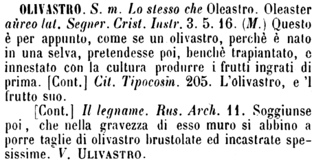 olivastro