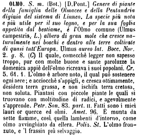 olmo