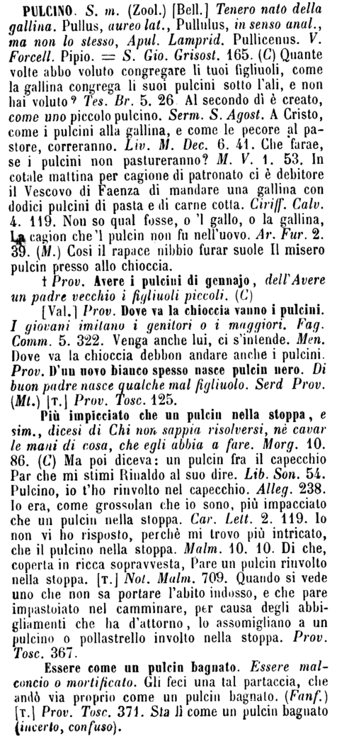 pulcino