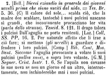 pulcino