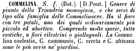 commelina